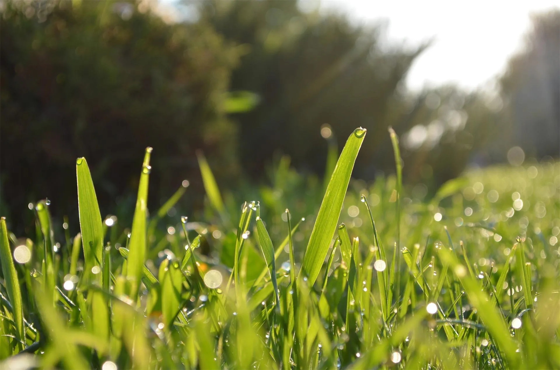 Green field